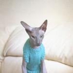 Как связать одежду кошке Вязаный жилет для кота